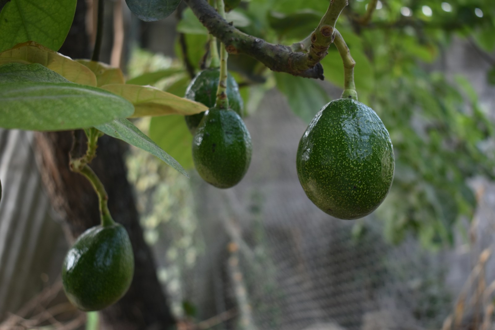 aguacate en arbol